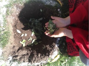 A photo of a North Peruvian Shaman woman conducting an Earth blessing ceremony. She uses the sacred cocoa leaves of the Incan tradition.